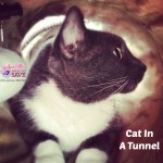 Cat In A Tunnel