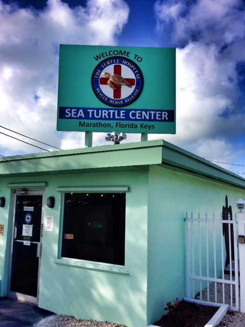 Sea Turtle Center