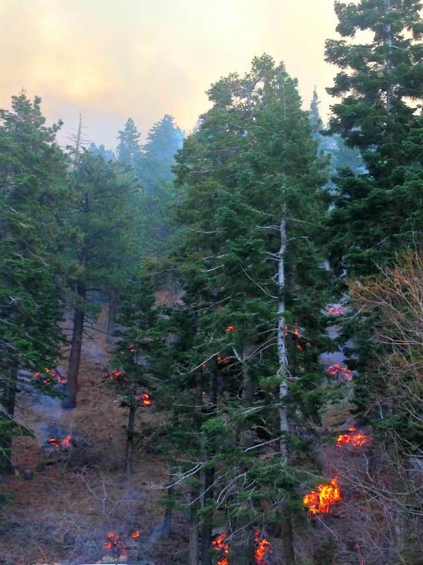 Forest Fire in Tahoe